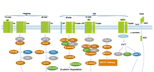 Stem Cell/Wnt